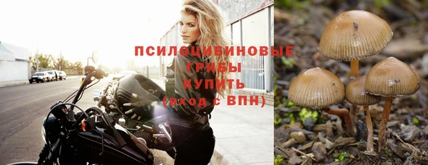 сатива Инта